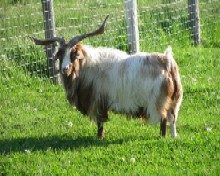 Choo Choo Acres Tommy 2 Tone